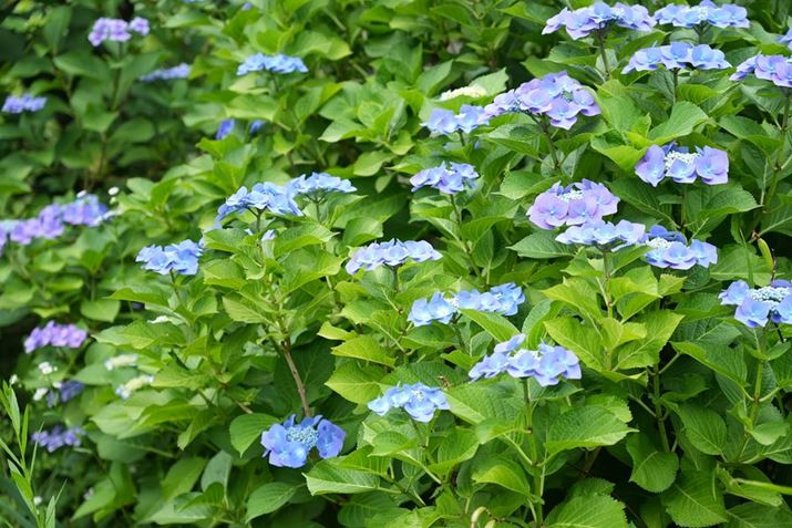 7 IVAFE 24-105mm F4 G OSSA75mmAISO200AF4A1/100bAzCgoXFI[gANGCeBubNFSTBeʐ^i7008×4672A21.3MBj