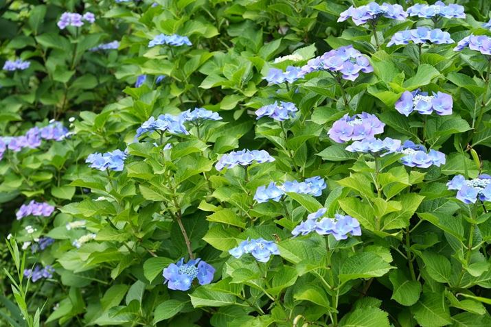 7 IVAFE 24-105mm F4 G OSSA75mmAISO200AF5.6A1/50bAzCgoXFI[gANGCeBubNFSTBeʐ^i7008×4672A22.0MBj