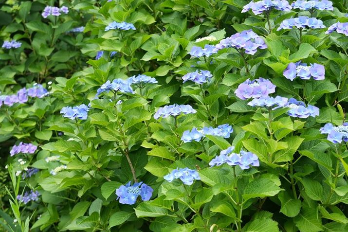 7 IVAFE 24-105mm F4 G OSSA50mmi75mmjAISO200AF4A1/100bAzCgoXFI[gANGCeBubNFSTBeʐ^i4608×3072A10.9MBj