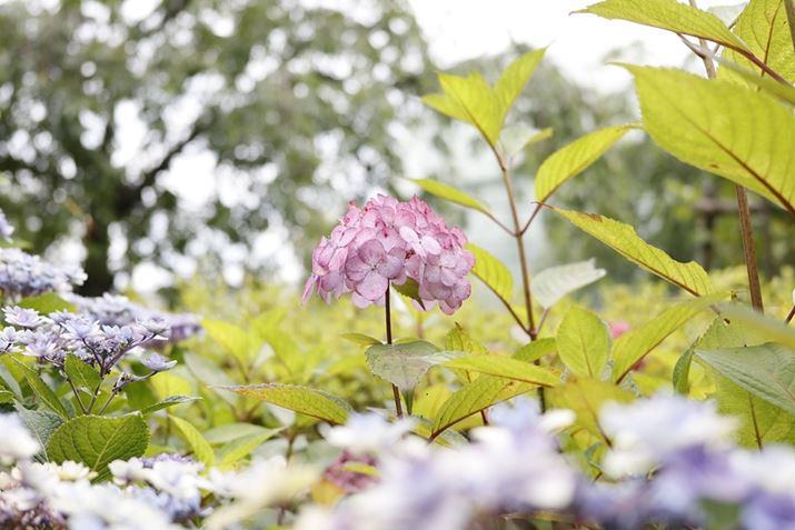 EOS R100ARF28mm F2.8 STMA28mmi35mmZ45mmjAF2.8A1/400bAISO100AzCgoXFI[gAsN`[X^CFX^_[hBeʐ^i6000×4000A6.9MBj