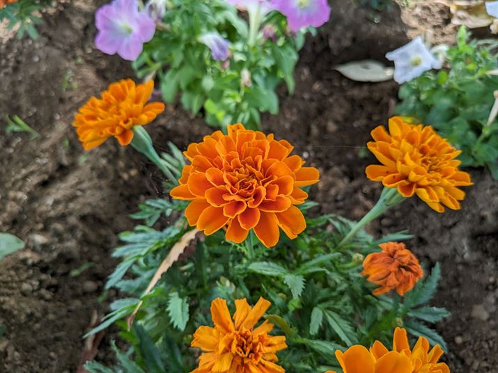 uPixel FoldvŎBei1{jBeʐ^F4000×3000A2.24MB