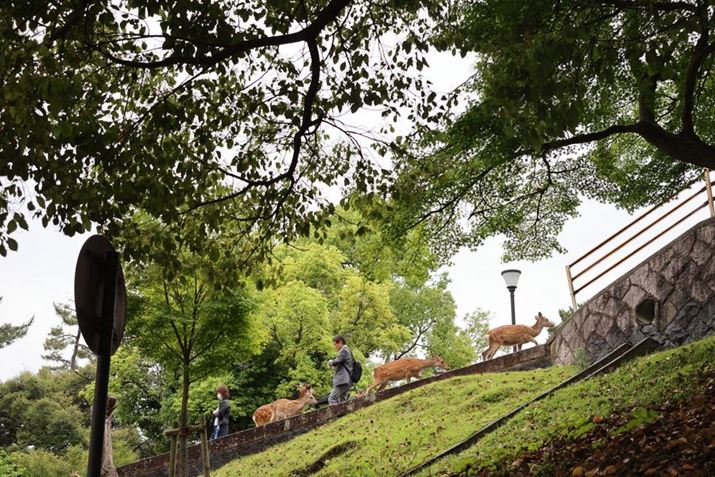 VJoEOS R8ARF24-50mm F4.5-6.3 IS STMA50mmAF6.3A1/80bAISO100A+0.7EVAzCgoXFI[gAsN`[X^CFI[g