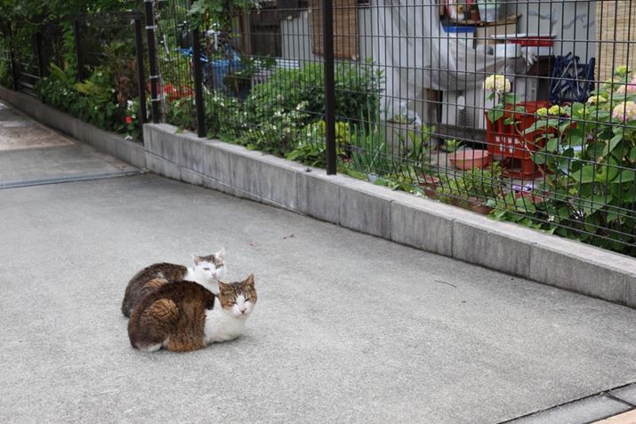 ޗǃlREOS R8ARF24-50mm F4.5-6.3 IS STMA50mmAF6.3A1/80bAISO125A+0.7EVAzCgoXFI[gAsN`[X^CFI[gBeʐ^i6000×4000A16.7MBj