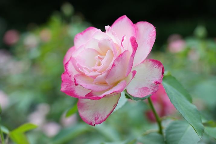 7 IVA60-600mm F4.5-6.3 DG DN OSA60mmAF6.3A1/200bAISO400AzCgoXFI[gANGCeBubNFSTBeʐ^i7008×4672A17.3MBj