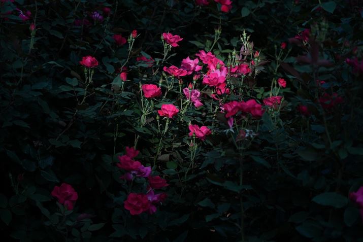 7 IVA60-600mm F4.5-6.3 DG DN OSA60mmAF4.5A1/2500bAISO400AzCgoXFI[gANGCeBubNFSTBeʐ^i7008×4672A17.2MBj