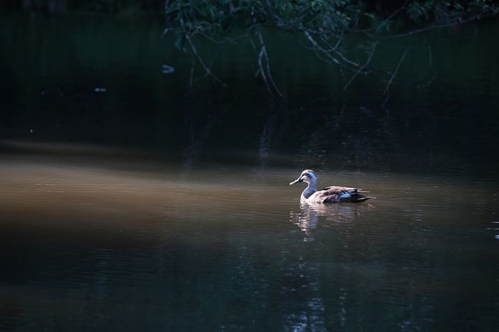 7 IVA60-600mm F4.5-6.3 DG DN OSA246mmAF5.6A1/200bAISO800AzCgoXFI[gANGCeBubNFSTBeʐ^i7008×4672A17.7MBj