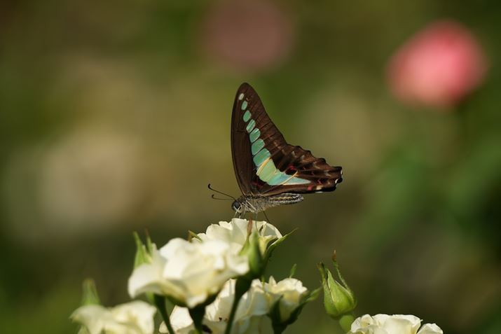 7 IVA60-600mm F4.5-6.3 DG DN OSA389mmAF6.3A1/500bAISO100AzCgoXFI[gANGCeBubNFSTBeʐ^i7008×4672A17.0MBj