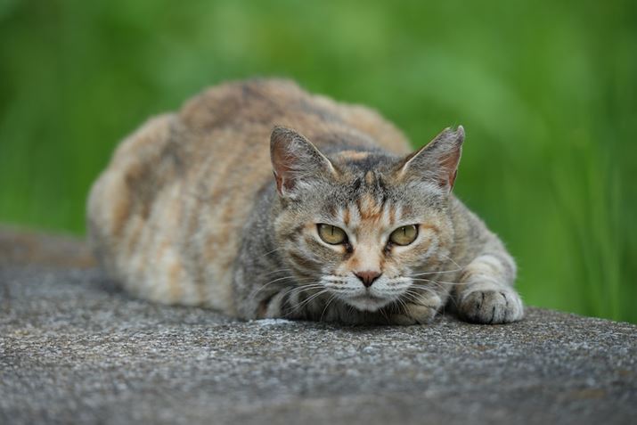 7 IVA60-600mm F4.5-6.3 DG DN OSA338mmAF5.6A1/250bAISO400AzCgoXFI[gANGCeBubNFSTBeʐ^i7008×4672A19.6MBj