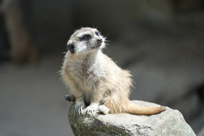 /̌oΏۂuvɂĎBe܂BȏxAxA萫͔QɍAAF҂̃\j[܂7 IVAFE 70-300mm F4.5-5.6 G OSSA300mmAF5.6A1/500bAISO320AzCgoXFI[gANGCeBubNFSTBeʐ^i7008×4672A17.7MBj