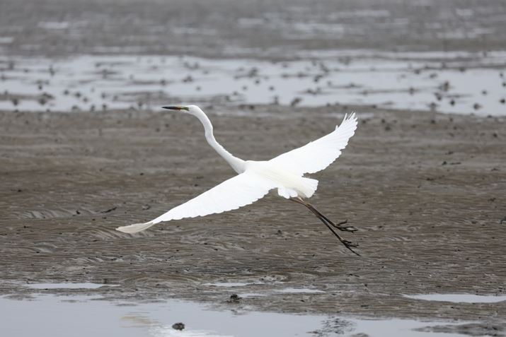 uEOS R6 Mark IIṽgbLOVXepĂ邾ɁAAF̓NX𒴂\ւ܂EOS R8ARF100-400mm F5.6-8 IS USMA400mmAF8A1/1600bAISO500AzCgoXFI[gAsN`[X^CFX^_[hBeʐ^i6000×4000A6.3MBj