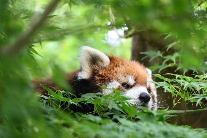 uChGAAFiL-jvŎBeBƂoĂ܂CkȂƃlRȈȊO̓̌o\͂͂܂ōȂƂۂłZ 6IIANIKKOR Z 100-400mm f/4.5-5.6 VR SA220mmAF5A1/1600bAISO500AzCgoXFI[gAsN`[Rg[FX^_[hBeʐ^i6048×4024A12.3MBj