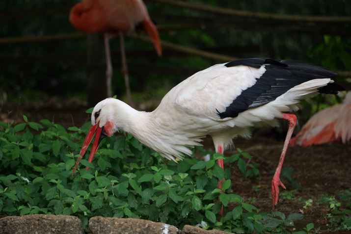 ul{v̓ɂ͒܂܂܂BʈʑAFVɓڂ܂AcOȂ炱̎ʐ^̎Beł͂قǍʂ𓾂܂łLUMIX S5IIALUMIX S 70-300mm F4.5-5.6 MACRO O.I.S.A300mmAF5.6A1/1000bAISO3200AzCgoXFI[gAtHgX^CFX^_[hBeʐ^i6000×4000A10.6MBj