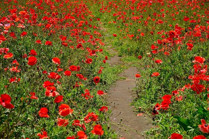 X-T5AXF18-55mmF2.8-4 R LM OISA55mmi35mmZ83mmjAF8A1/300bAISO200AzCgoXFAtBV~[VFVelviaAJ[N[EGtFNgFBeʐ^i7728×5152A24.7MBj