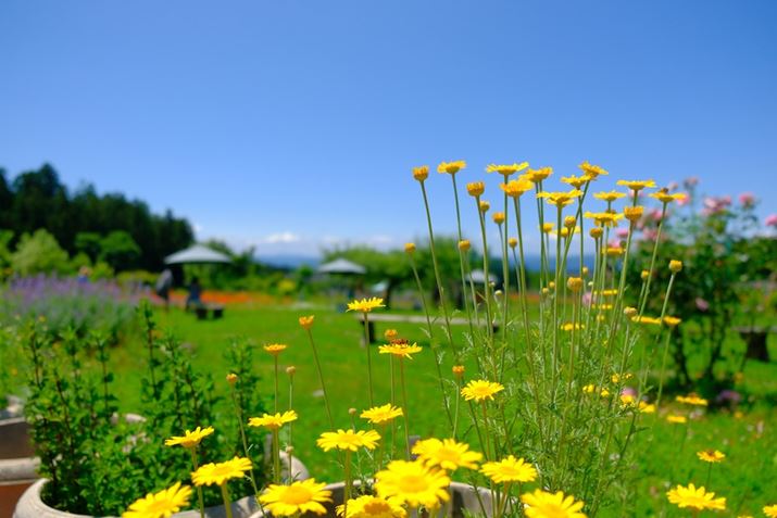 {Y̍Lp[̊JilF2.8B̃XybN̓܂Ĕwi{P肽ƂłBŝꏊł΁Ałꂾ傫ȃ{Pwiɉoł܂X-T5AXF18-55mmF2.8-4 R LM OISA18mmi35mmZ27mmjAF2.8A1/400bAISO200AzCgoXFAtBV~[VFVelviaBeʐ^i7728×5152A19.2MBj