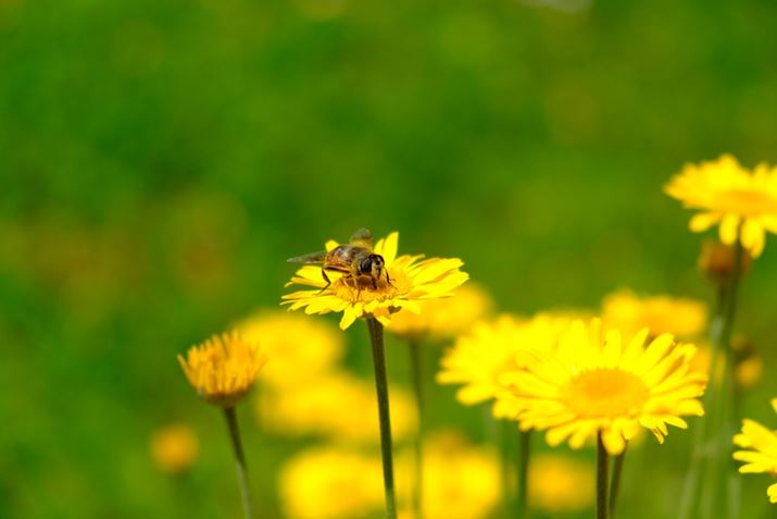 ȍÂ炢܂ő傫ʂ܂BuX-T5vAFxÂC悭Beł܂X-T5AXF18-55mmF2.8-4 R LM OISA55mmi35mmZ83mmjAF4A1/2000bAISO200AzCgoXFAtBV~[VFVelviaBeʐ^i7728×5152A18.4MBj