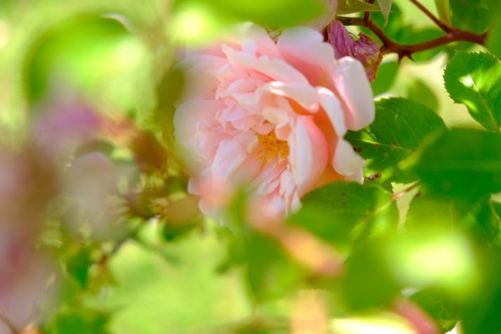 ]̊JilF4ŁAقǖ邢킯ł͂܂񂪁AłHv邱ƂŐ󂢔ʊE[xł܂X-T5AXF18-55mmF2.8-4 R LM OISA55mmi35mmZ83mmjAF4A1/600bAISO320AzCgoXFAtBV~[VFVelviaBeʐ^i7728×5152A17.9MBj