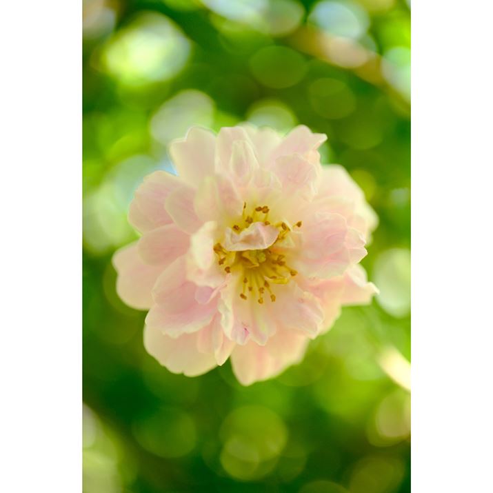 iJŎBeB炩̒ɉ𑜊肠܂BؘR̋ʃ{PłX-T5AXF30mmF2.8 R LM WR MacroA30mmi35mmZ46mmjAF2.8A1/400bAISO400AzCgoXFAtBV~[VFVelviaAJ[N[EGtFNgFBeʐ^i5152×7728A18.9MBj