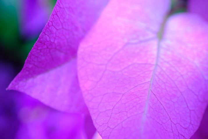 X-T5AXF30mmF2.8 R LM WR MacroA30mmi35mmZ46mmjAF5.6A1/105bAISO400AzCgoXFdAtBV~[VFVelviaBeʐ^i7728×5152A16.2MBj