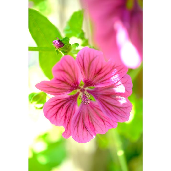 X-T5AXF30mmF2.8 R LM WR MacroA30mmi35mmZ46mmjAF2.8A1/400bAISO400AzCgoXFAtBV~[VFVelviaBeʐ^i5152×7728A17.1MBj