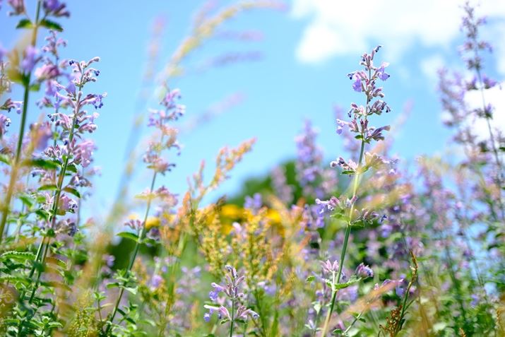 uX-T5v3`g̃j^[̗pĂ̂ŁAȐA[AOXgXȂ_܂X-T5AXF30mmF2.8 R LM WR MacroA30mmi35mmZ46mmjAF2.8A1/850bAISO125AzCgoXFAtBV~[VFVelviaAJ[N[EGtFNgFBeʐ^i7728×5152A17.8MBj