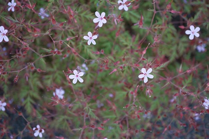 X-T5AXF30mmF2.8 R LM WR MacroA30mmi35mmZ46mmjAF2.8A1/480bAISO400AzCgoXFAUTOi͋CDjAtBV~[VFNVbNN[Beʐ^i7728×5152A19.6MBj