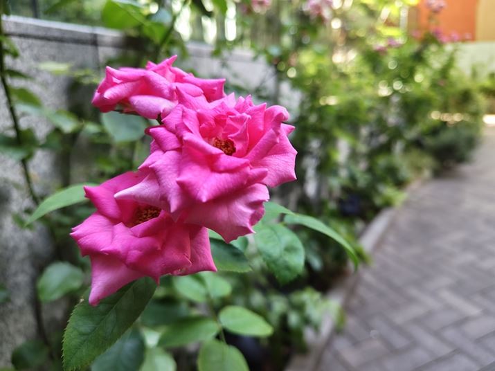 AQUOS R8AY[F1.0{iWJjAxFISO208AVb^[Xs[hF1/100bAilFF1.9AzCgoXFI[gAI[gHDRFIBeʐ^i4096×3072A1.8MBj