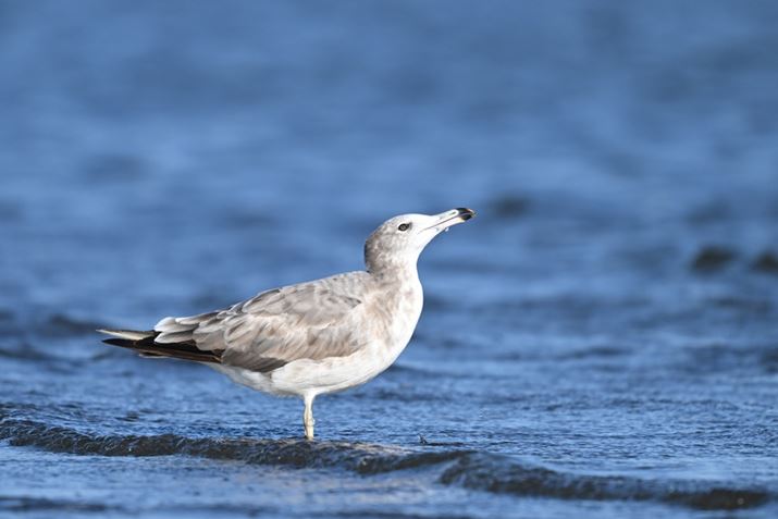 Z 8ANIKKOR Z 180-600mm f/5.6-6.3 VRA600mmAF6.3A1/1600bAISO500AzCgoXFI[gAsN`[Rg[FX^_[hA[C60]Aʂ̃vLv`[@\ŎBeBeʐ^i5392×3592A5.6MBj