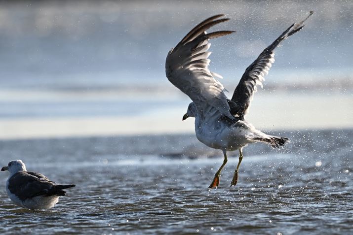 Z 8ANIKKOR Z 180-600mm f/5.6-6.3 VRA600mmAF6.3A1/1600bAISO360AzCgoXFI[gAsN`[Rg[FX^_[hA[C60]i60R}/bAʁADXtH[}bgj̃vLv`[@\ŎBeBeʐ^i5392×3592A6.0MBj