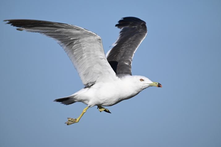 Z 8ANIKKOR Z 180-600mm f/5.6-6.3 VRA570mmAF6.3A1/2000bAISO360AzCgoXFI[gAsN`[Rg[FX^_[hA[C60]i60R}/bAʁADXtH[}bgj̃vLv`[@\ŎBeBeʐ^i5392×3592A2.5MBj