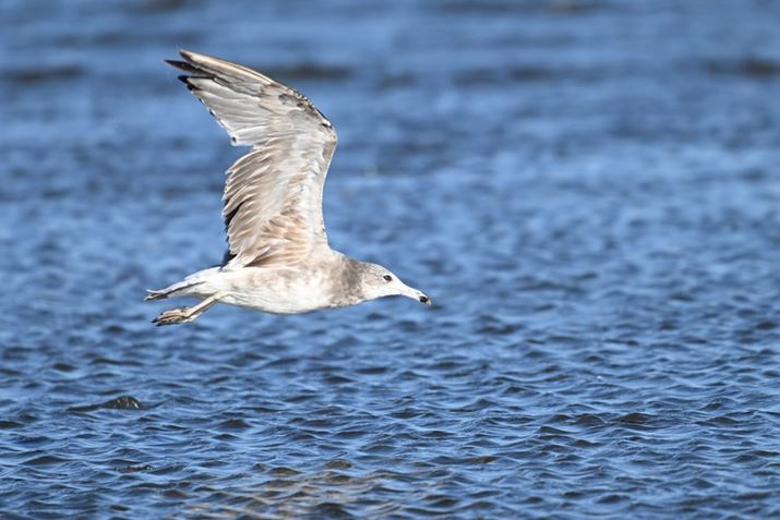 Z 8ANIKKOR Z 180-600mm f/5.6-6.3 VRA600mmAF6.3A1/1600bAISO640AzCgoXFI[gAsN`[Rg[FX^_[hA[C60]i60R}/bAʁADXtH[}bgj̃vLv`[@\ŎBeBeʐ^i5392×3592A6.0MBj