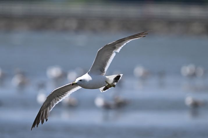 Z 8ANIKKOR Z 180-600mm f/5.6-6.3 VRA600mmAF7.1A1/2500bAISO640AzCgoXFI[gAsN`[Rg[FX^_[hA20R}/bAʂŎBeBeʐ^i8356×5504A10.8MBj