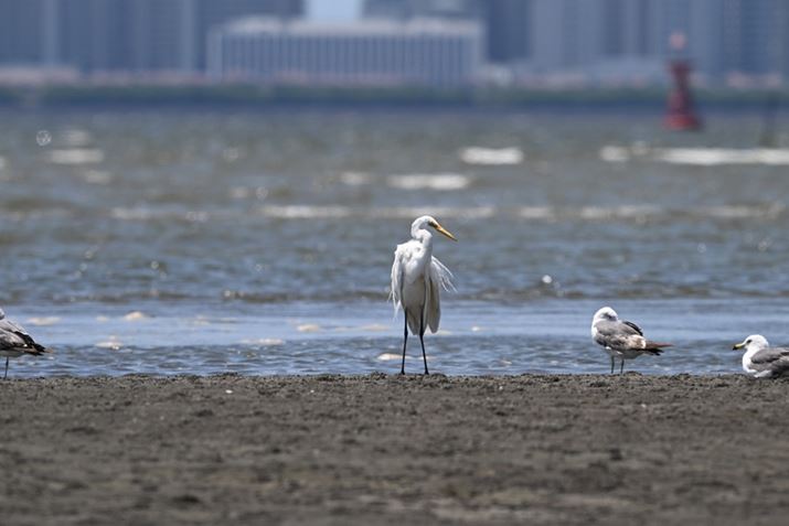 Z 8ANIKKOR Z 180-600mm f/5.6-6.3 VRA600mmAF9A1/1600bAISO640AzCgoXFI[gAsN`[Rg[FX^_[hBeʐ^i8356×5504A19.4MBj