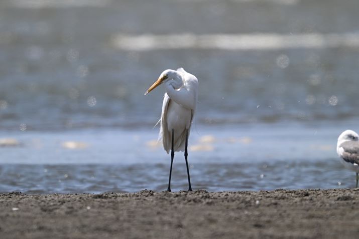 Z 8ANIKKOR Z 180-600mm f/5.6-6.3 VRA1200mmAF13A1/1600bAISO1600AzCgoXFI[gAsN`[Rg[FX^_[hAZ TELECONVERTER TC-2.0xgpBeʐ^i8356×5504A19.8MBj