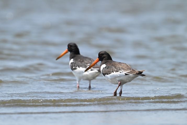 Z 8ANIKKOR Z 180-600mm f/5.6-6.3 VRA1200mmAF13A1/1600bAISO2500AzCgoXFI[gAsN`[Rg[FX^_[hAZ TELECONVERTER TC-2.0xgpBeʐ^i8356×5504A19.2MBj