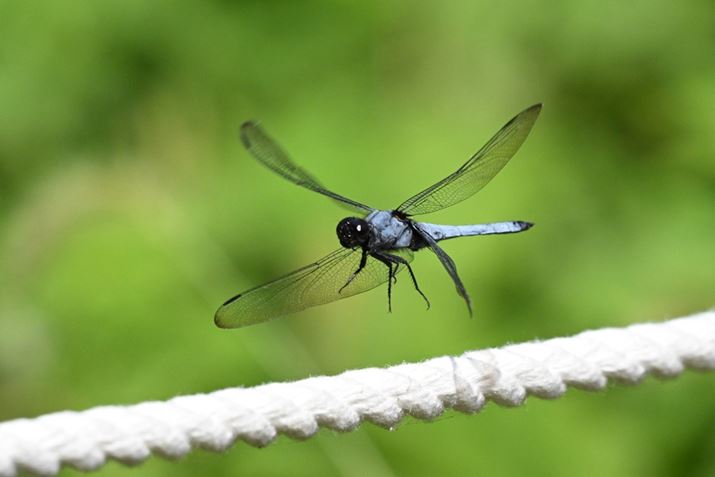 Z 8ANIKKOR Z 180-600mm f/5.6-6.3 VRA480mmAF10A1/4000bAISO3200AzCgoXFI[gAsN`[Rg[FX^_[hA[C60]i60R}/bAʁADXtH[}bgj̃vLv`[@\ŎBeBeʐ^i5392×3592A6.2MBj