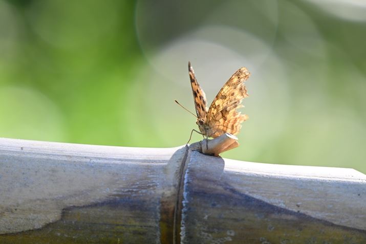 Z 8ANIKKOR Z 180-600mm f/5.6-6.3 VRA600mmAF6.3A1/200bAISO400AzCgoXFI[gAsN`[Rg[FX^_[hBeʐ^i8356×5504A17.4MBj