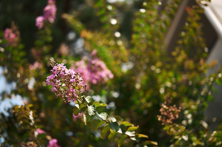 JilF1.4ŎBeBJƋʃ{PɑaH܂fp LA50mm F1.4 DG DNAF1.4A1/3200bAISO100AzCgoXFAJ[[hFEH[S[hAAXyNgF3:2Beʐ^i9520×6328A25.8MBj