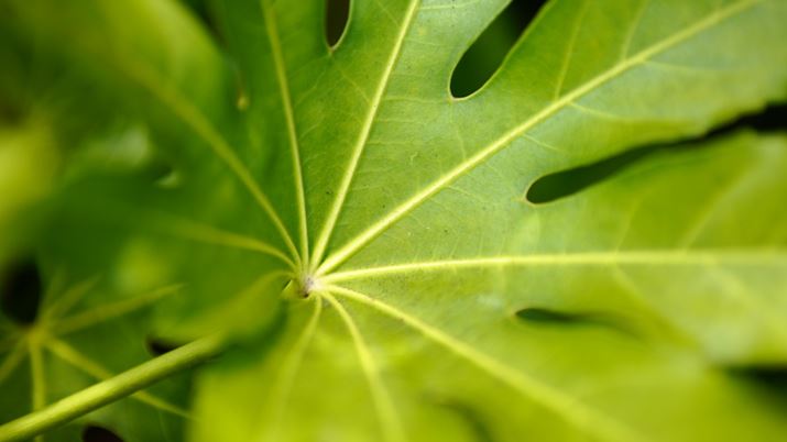 AڎʂĂ݂܂B{Y̍ŒZBe45cmB50mmPœ_YƂĂ͕WIȃXybNƌ܂fp LA50mm F1.4 DG DNAF1.4A1/1000bAISO100AzCgoXFAJ[[hFrrbhAAXyNgF16:9Beʐ^i9520×5352A22.8MBj