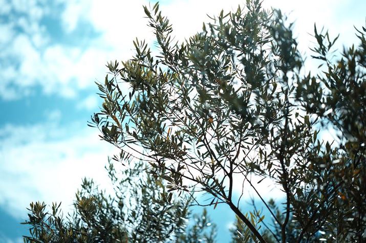 fp LA50mm F1.4 DG DNAF1.4A1/8000bAISO100AzCgoXFiB6AG8jAJ[[hFeB[AhIWAAXyNgF3:2Beʐ^i9520×6328A24.7MBj