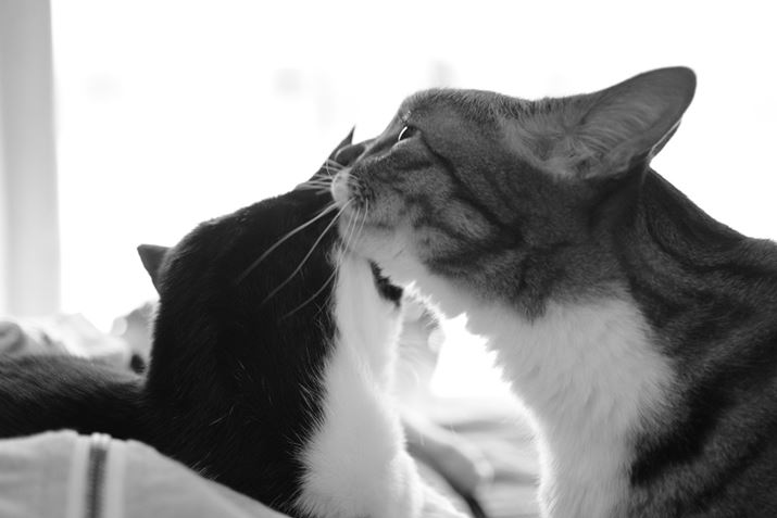 bẮHPENTAX K-3 Mark III MonochromeAHD PENTAX-DA 35mmF2.8 Macro LimitedA53.5mmi35mmZjAF2.8A1/200bAISO6400AJX^C[WFX^_[hBeʐ^i6192×4128A13.8MBj