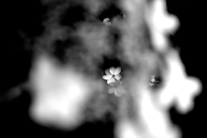 zԉz̃AWTCPENTAX K-3 Mark III MonochromeAHD PENTAX-DA 35mmF2.8 Macro LimitedA53.5mmi35mmZjAF2.8A1/500bAISO200AJX^C[WFX^_[hAfW^tB^[FnCRgXgBeʐ^i6192×4128A9.4MBj