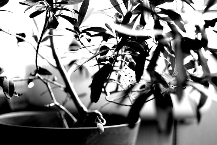 1NԂɎx_̃I[uPENTAX K-3 Mark III MonochromeAHD PENTAX-DA 35mmF2.8 Macro LimitedA53.5mmi35mmZjAF2.8A1/320bAISO400A+0.7EVAJX^C[WFX^_[hAfW^tB^[FnCRgXgBeʐ^i6192×4128A9.7MBj