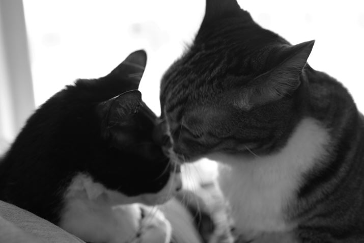 PENTAX K-3 Mark III MonochromeAHD PENTAX-DA 35mmF2.8 Macro LimitedA53.5mmi35mmZjAF2.8A1/60bAISO3200AJX^C[WFX^_[hBeʐ^i6192×4128A12.2MBj