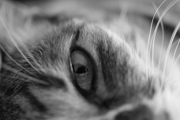 j̓ɉfuPENTAX K-3 Mark III MonochromevƎPENTAX K-3 Mark III MonochromeAHD PENTAX-DA 35mmF2.8 Macro LimitedA53.5mmi35mmZjAF2.8A1/60bAISO2500AJX^C[WFX^_[hBeʐ^i6192×4128A14.6MBj