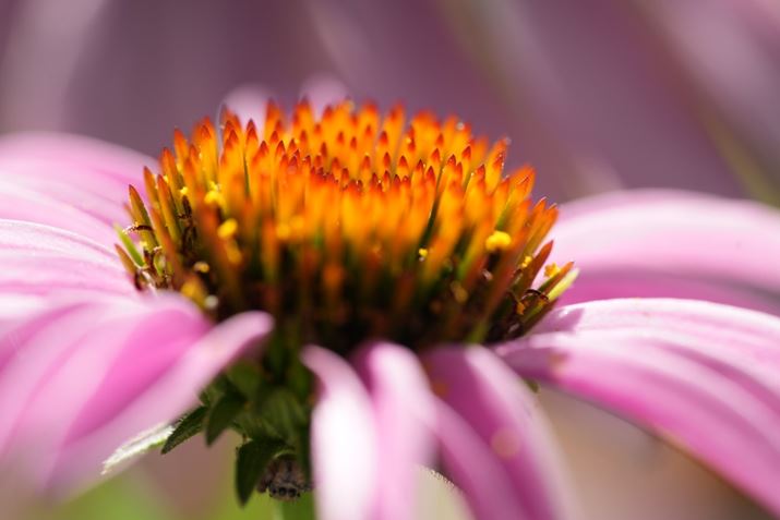 tTCY~|XgďȉԂ𓙔{ŎBeĂ݂܂7 IVAFE 90mm F2.8 Macro G OSSAF5.6A1/200bAISO320AzCgoXFI[gANGCeBubNFSTBeʐ^i7008×4672A16.7MBj
