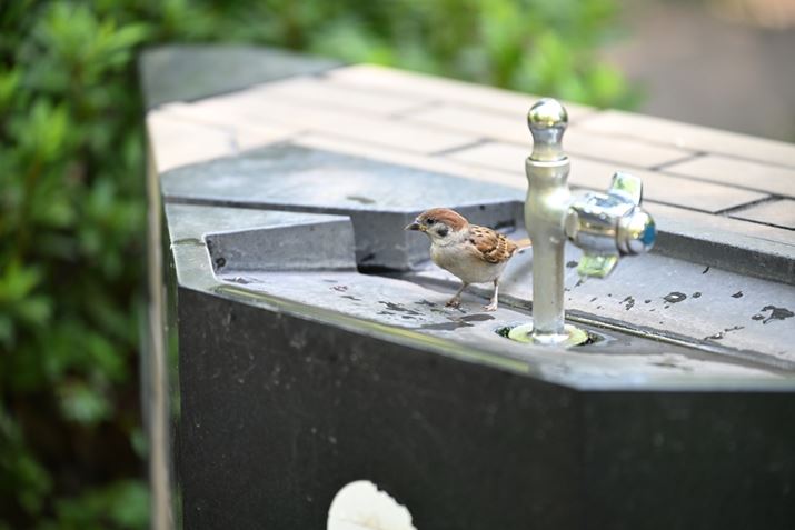 Z 8A35-150mm F/2-2.8 Di III VXDA150mmAF2.8A1/500bAISO800A+0.3EVAzCgoXFI[gAsN`[Rg[FX^_[hBeʐ^i8256×5504A18.0MBj