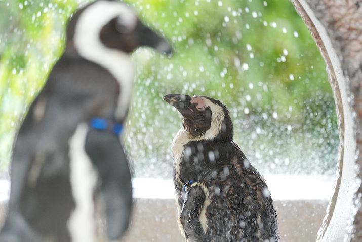 6700AFE 70-200mm F4 Macro G OSS IIA200mmi35mmZ300mmjAF4A1/640bAISO2500A+0.7EVAzCgoXFI[giWjANGCeBubNFSTADWIveB}CU[FLv5AcȎ␳FI[gA{F␳FI[gAӌ␳FI[gAJPEGiGNXgt@CjBeʐ^i6192×4128A15.3MBj