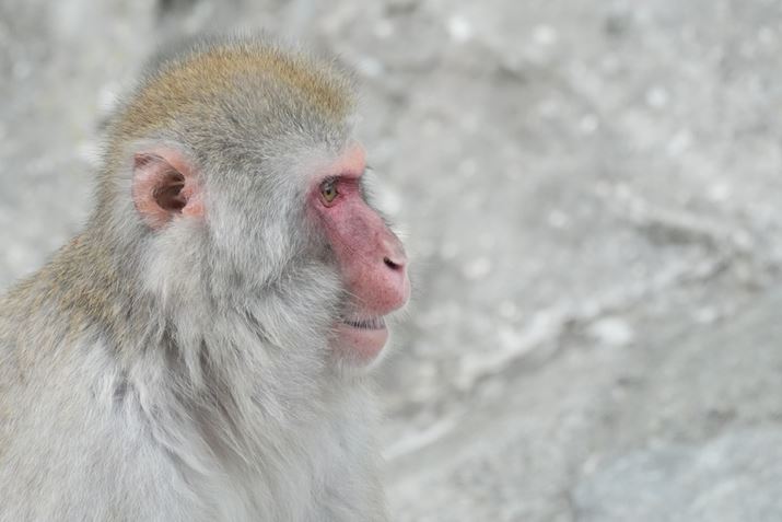 6700AFE 70-200mm F4 Macro G OSS II{SEL20TCi2{eRo[^[jA400mmi35mmZ600mmjAF8A1/200bAISO4000A+0.7EVAzCgoXFI[giWjANGCeBubNFSTADWIveB}CU[FLv5AcȎ␳FI[gA{F␳FI[gAӌ␳FI[gAJPEGiGNXgt@CjBeʐ^i6192×4128A14.5MBj