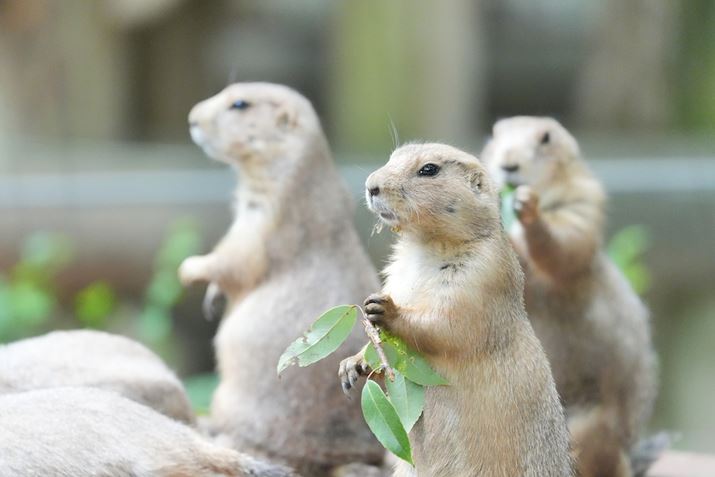 6700AFE 70-200mm F4 Macro G OSS IIA200mmi35mmZ300mmjAF4A1/800bAISO4000A+0.7EVAzCgoXFI[giWjANGCeBubNFSTADWIveB}CU[FLv5AcȎ␳FI[gA{F␳FI[gAӌ␳FI[gAJPEGiGNXgt@CjBeʐ^i6192×4128A17.2MBj