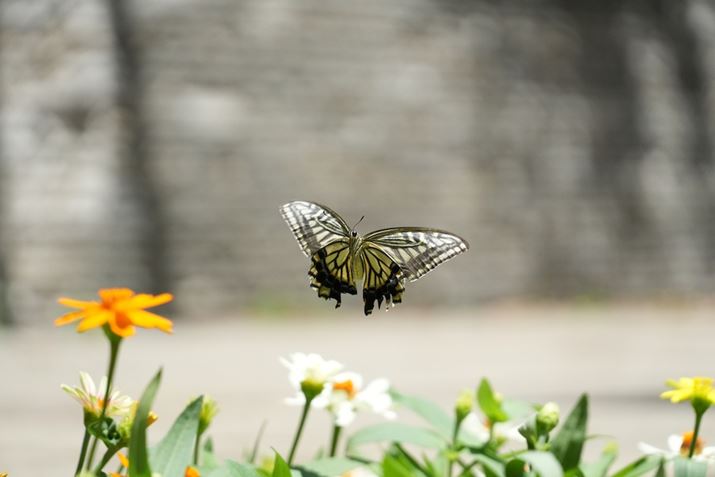 6700AE 18-135mm F3.5-5.6 OSSA135mmi35mmZ202.5mmjAF5.6A1/4000bAISO1600A+1.0EVAzCgoXFI[giWjANGCeBubNFSTADWIveB}CU[FI[gAcȎ␳FI[gA{F␳FI[gAӌ␳FI[gAJPEGiGNXgt@CjBeʐ^i6192×4128A14.1MBj